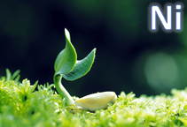 آشنایی با نقش عنصر نیکل در خاک و گیاه (قسمت اول)