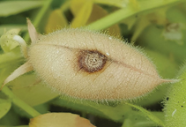 آشنایی با آفات نخود