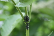 آشنایی با آفات کلزا