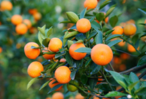 آشنایی با نقش عنصر پتاسیم در گیاهان