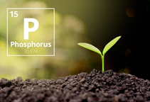 آشنایی با نقش عنصر فسفر در کشاورزی