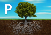 آشنایی با نقش عنصر فسفر در گیاهان