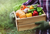 آشنایی با نقش عنصر کلسیم در گیاهان