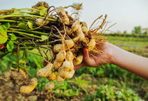 آشنایی با کودهای کلسیمی