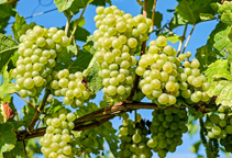 آشنایی با شکل های مختلف عنصر گوگرد در خاک