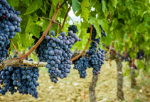 آشنایی با کودهای گوگردی