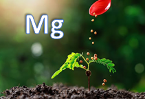 آشنایی با کودهای منیزیمی