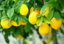 آشنایی با کودهای آهن