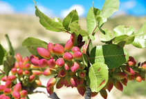 آشنایی با نقش عنصر روی در گیاهان