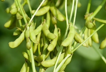 آشنایی با کودهای روی