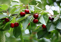 آشنایی با نقش عنصر منگنز در گیاهان