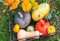 آشنایی با نقش عنصر بور در گیاهان