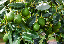 آشنایی با نقش عنصر کلر در گیاهان