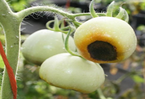 آشنایی با بیماری‌های بیولوژیکی گوجه فرنگی