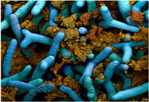 باکتری ها چگونه به گیاه سویا کود رسانی می کنند؟