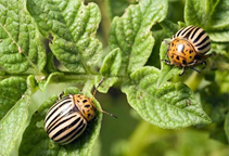 عوامل موثر در اثر بخشی حشره کش ها 