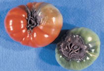 آشنایی با بیماری‎های گوجه فرنگی گلخانه‎ای