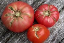 آشنایی با بیماری‌های فیزیولوژیک گوجه فرنگی