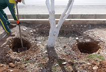 چگونگی اجرای روش چالکود در باغ‎های میوه