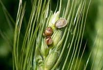 آشنایی با آفات گندم