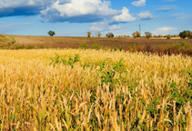 آشنایی با روش های مبارزه با علف های هرز مزرعه گندم