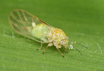 آشنایی با حشره کش تیامتوکسام