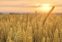 آشنایی با کودهای فسفری مورد استفاده در مزرعه گندم