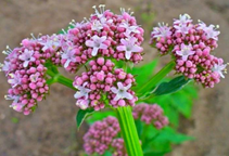 آشنایی با گیاه دارویی سنبل الطیب