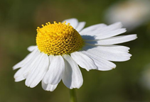 آشنایی با گیاه دارویی بابونه (قسمت اول)