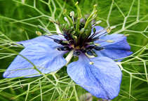 آشنایی با گیاه دارویی سیاه دانه