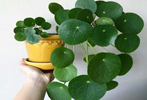 آشنایی با گیاه پول چینی و نحوه نگهداری آن