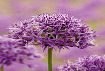 آشنایی با گیاه دارویی موسیر