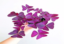 آشنایی با گیاه اگزالیس و نحوه نگهداری آن