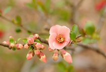 آشنایی با درختچه بهِ ژاپنی و نحوه نگهداری آن