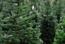 آشنایی با درخت کاج نوئل و نحوه نگهداری آن