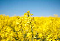 آشنایی با زراعت کلزا