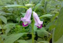 آشنایی با زراعت کنجد