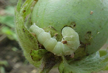 آشنایی با برخی حشره کش های فسفره نفوذی (قسمت اول)