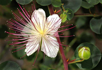 آشنایی با گیاه دارویی کَوَر