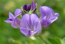 آشنایی با زراعت یونجه