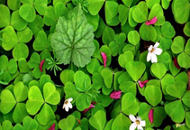 آشنایی با زراعت شبدر علوفه ای