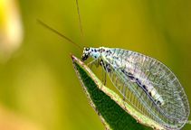 آشنایی با برخی از آفات چغندرقند