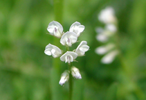 آشنایی با زراعت عدس