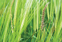 آشنایی با انواع قارچکش ها 