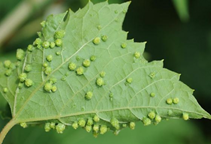 آشنایی با برخی از کنه کش‌ها (قسمت دوم)