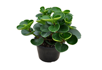 آشنایی با گیاه برگ قاشقی و نحوه نگهداری آن