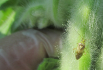 آشنایی با حشره‎کش‌های فسفره سیستمیک