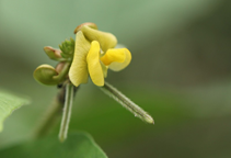 آشنایی با زراعت نخود