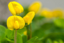 آشنایی با زراعت لوبیا چیتی