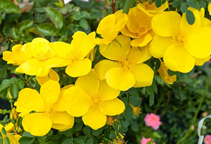 آشنایی با درخت نسترن زرد و نحوه نگهداری آن